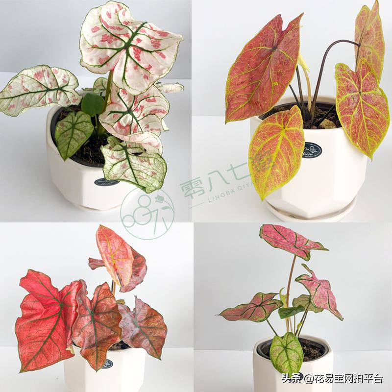 教师节幼儿园送什么礼物好,教师节送老师什么礼物合适