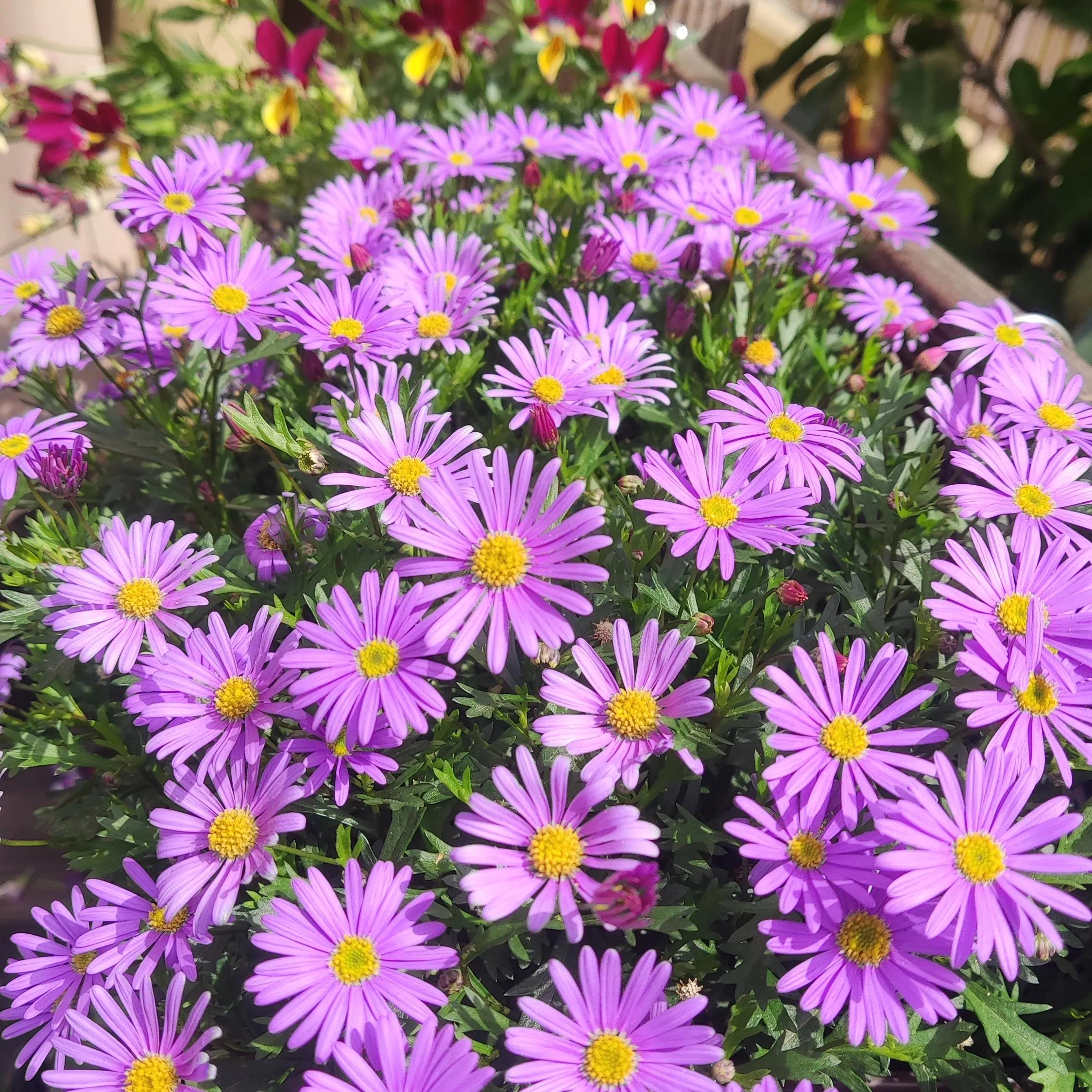 造园记养花人的必经之路,养花的院子怎么建造