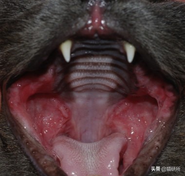 有100只猫该咋办,猫舍的猫全部得口炎了怎么办呢