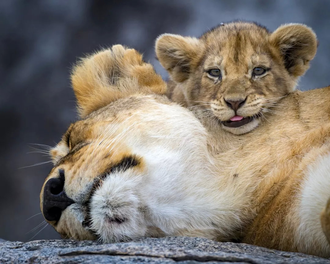 有袋动物为什么都在澳大利亚,有袋动物小科普