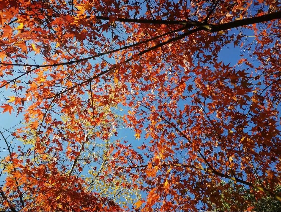 上海最美秋景,上海哪些公园可以拍秋景