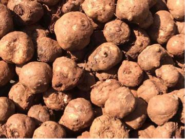 魔芋是种子种出来的吗,魔芋是农作物吗