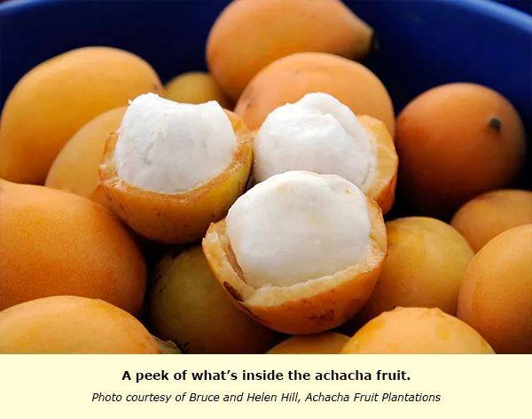 澳洲水果的营养价值,澳洲必吃的10种水果