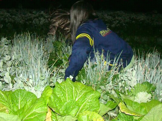 炎陵县偷花,炎陵偷花