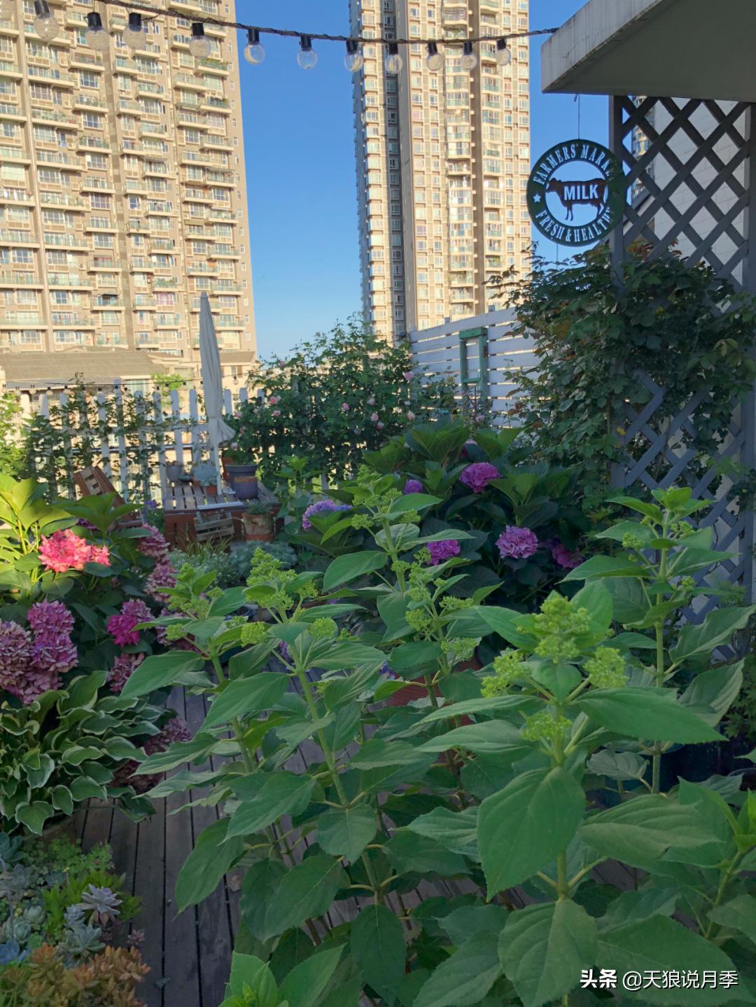 如何打造四季开花的花园,如何打造四季都有花的花园