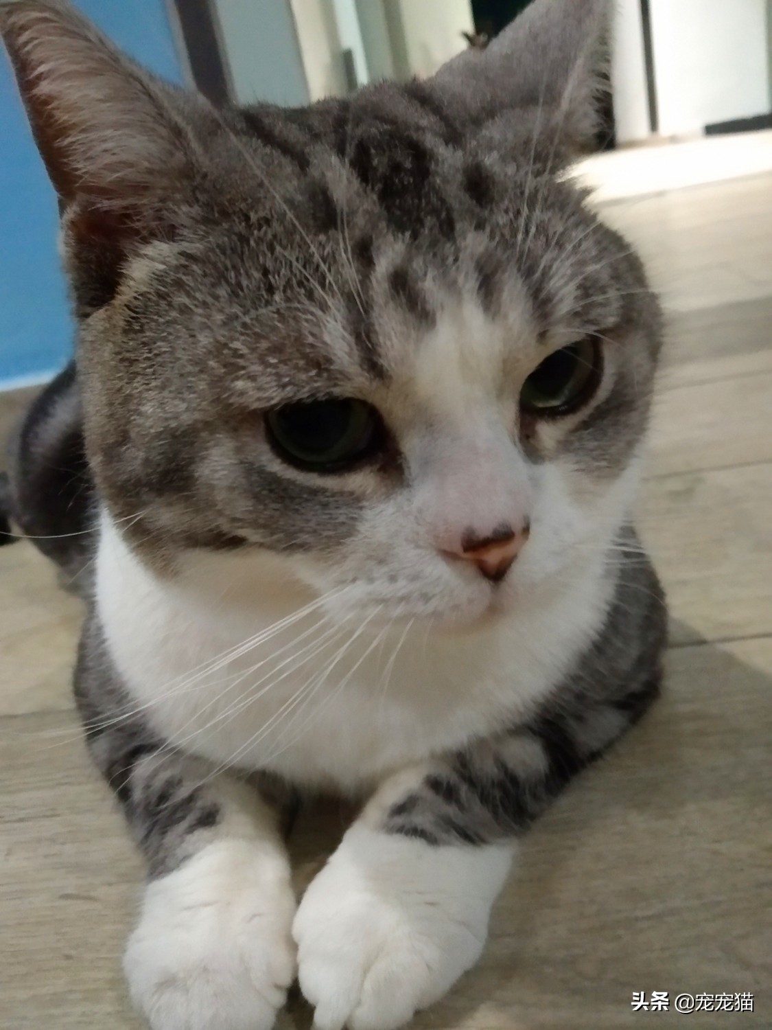 猫咪绝育居然对颜值好，没想到吧？鼻子色素沉淀了解一下