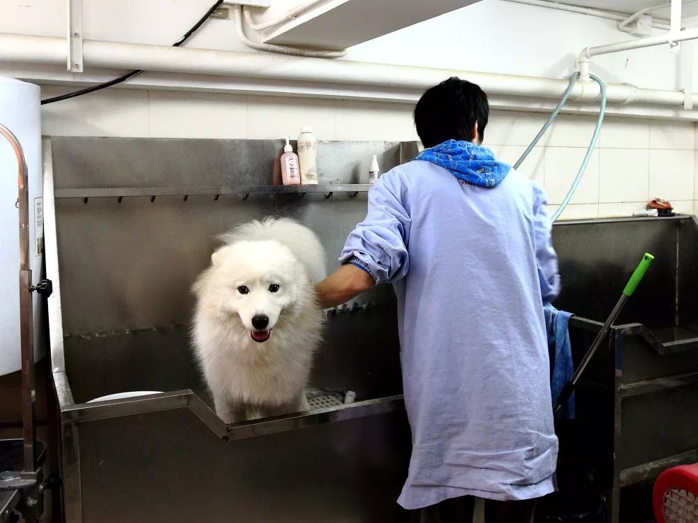 大狗去宠物店,自己在家洗宠物狗需要注意什么