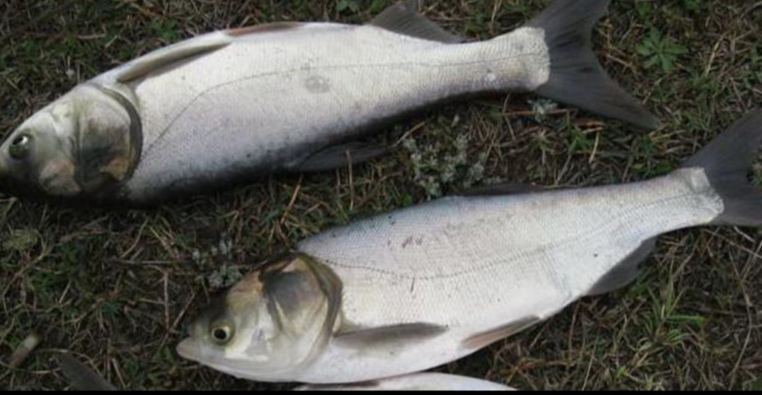 神仙难钓午时鱼下句是什么,神仙难钓午时鱼