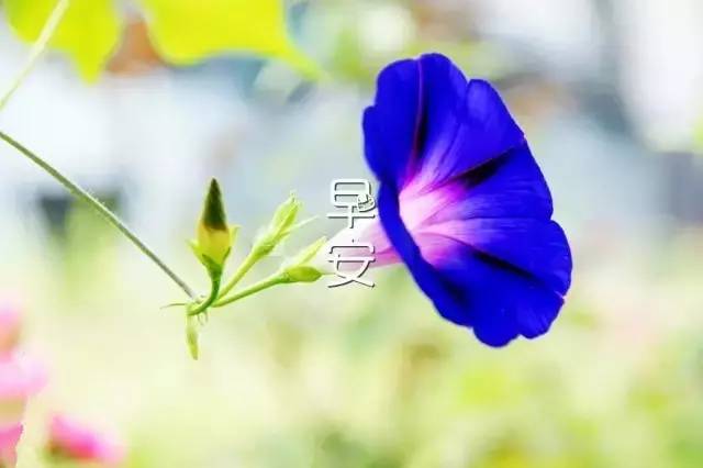 经典动人的早安心语朋友圈25句,早安心语100条简短