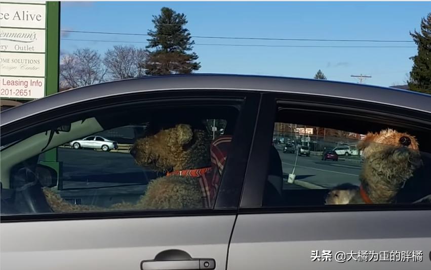 狗狗等主人回来太无聊,狗狗等主人回家一直叫