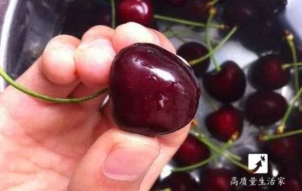 杨梅樱桃里面有虫子,樱桃杨梅有虫子