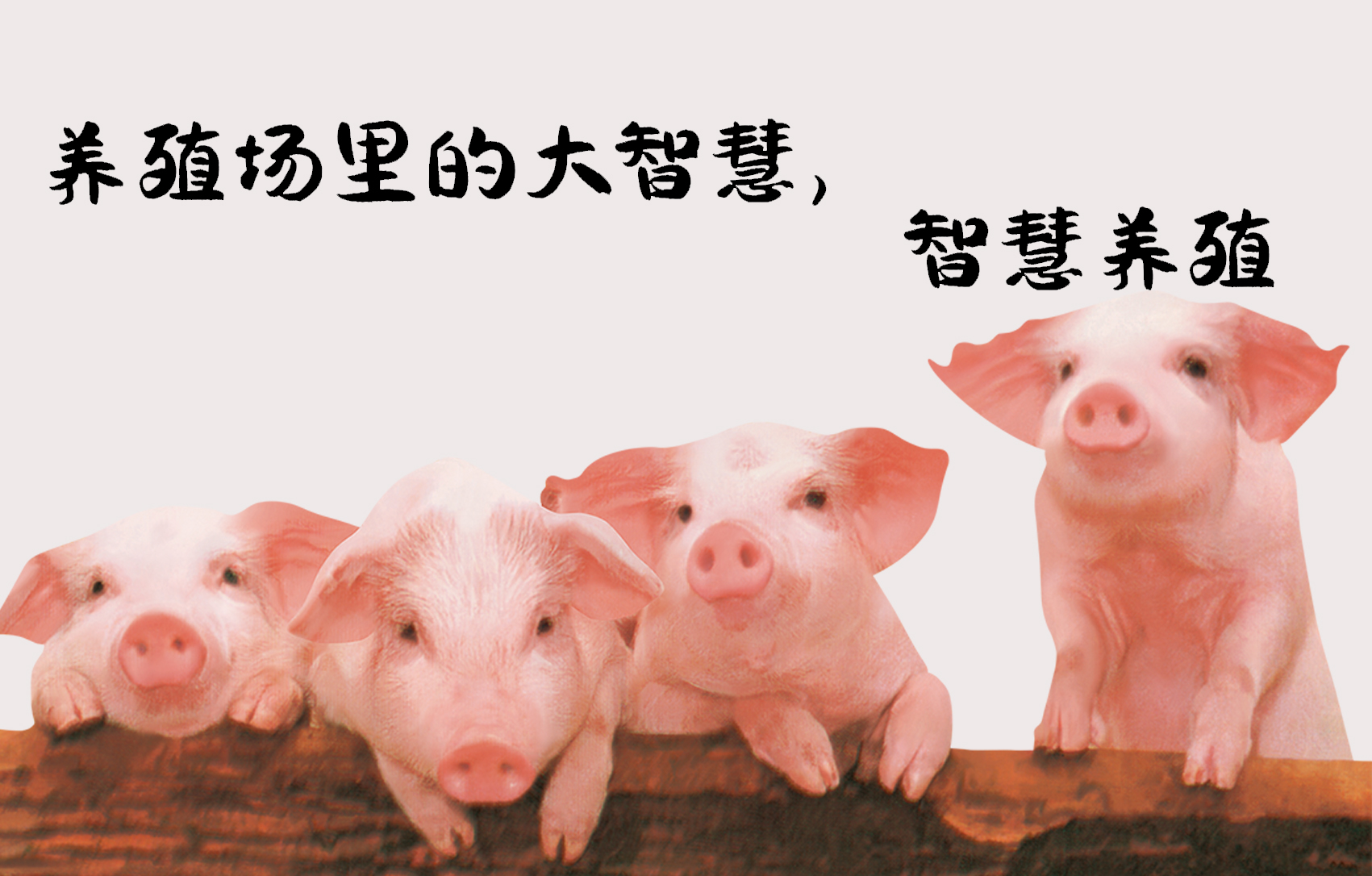 养殖场的十大赚钱之路,智慧养殖新路子