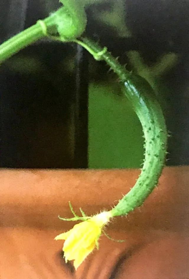 阳台黄瓜的种植如何保水保肥,阳台黄瓜怎么浇水多长时间浇一次