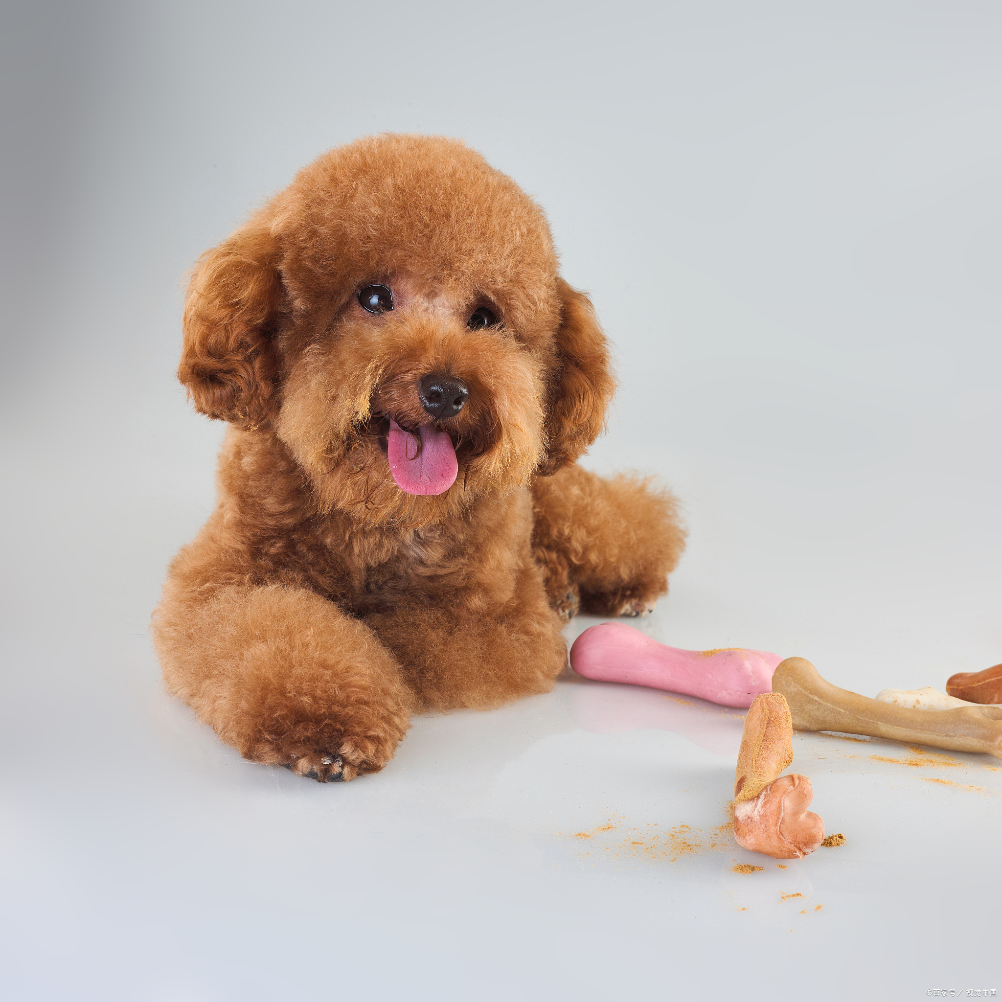 2个月的泰迪不爱动总睡觉正常吗,泰迪夏天没精神怎么回事