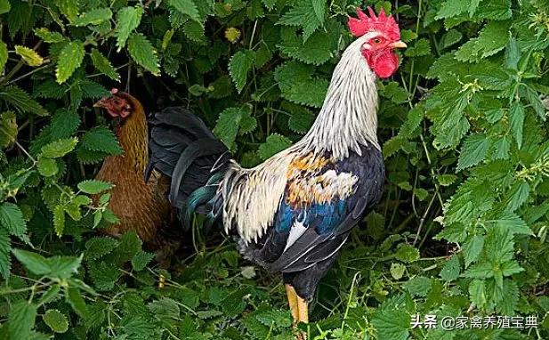 强力霉素的功能与主治用法,强力霉素怎么使用效果最好