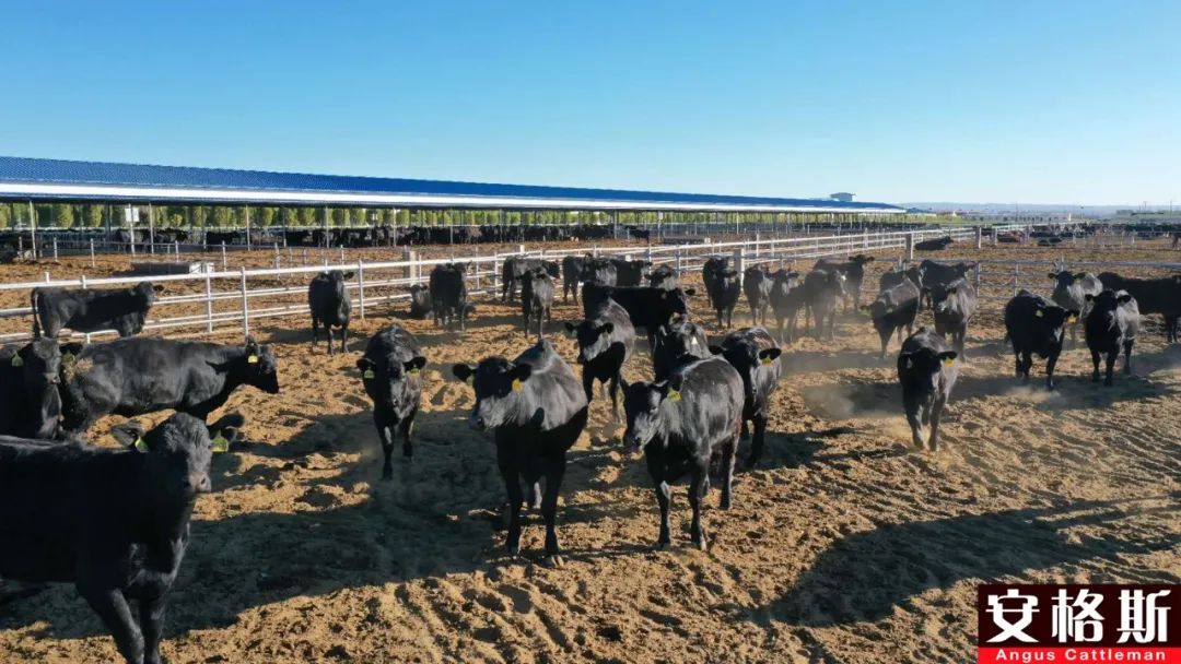 肉牛运输应激综合症最佳治疗方法,育肥羊运输应激处理