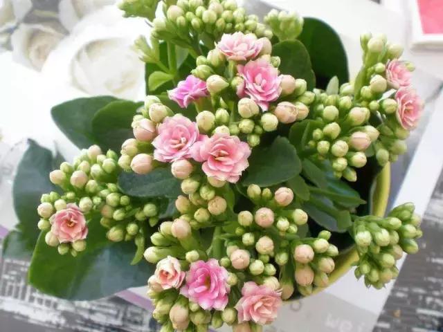 哪种植物花香助眠,安眠植物