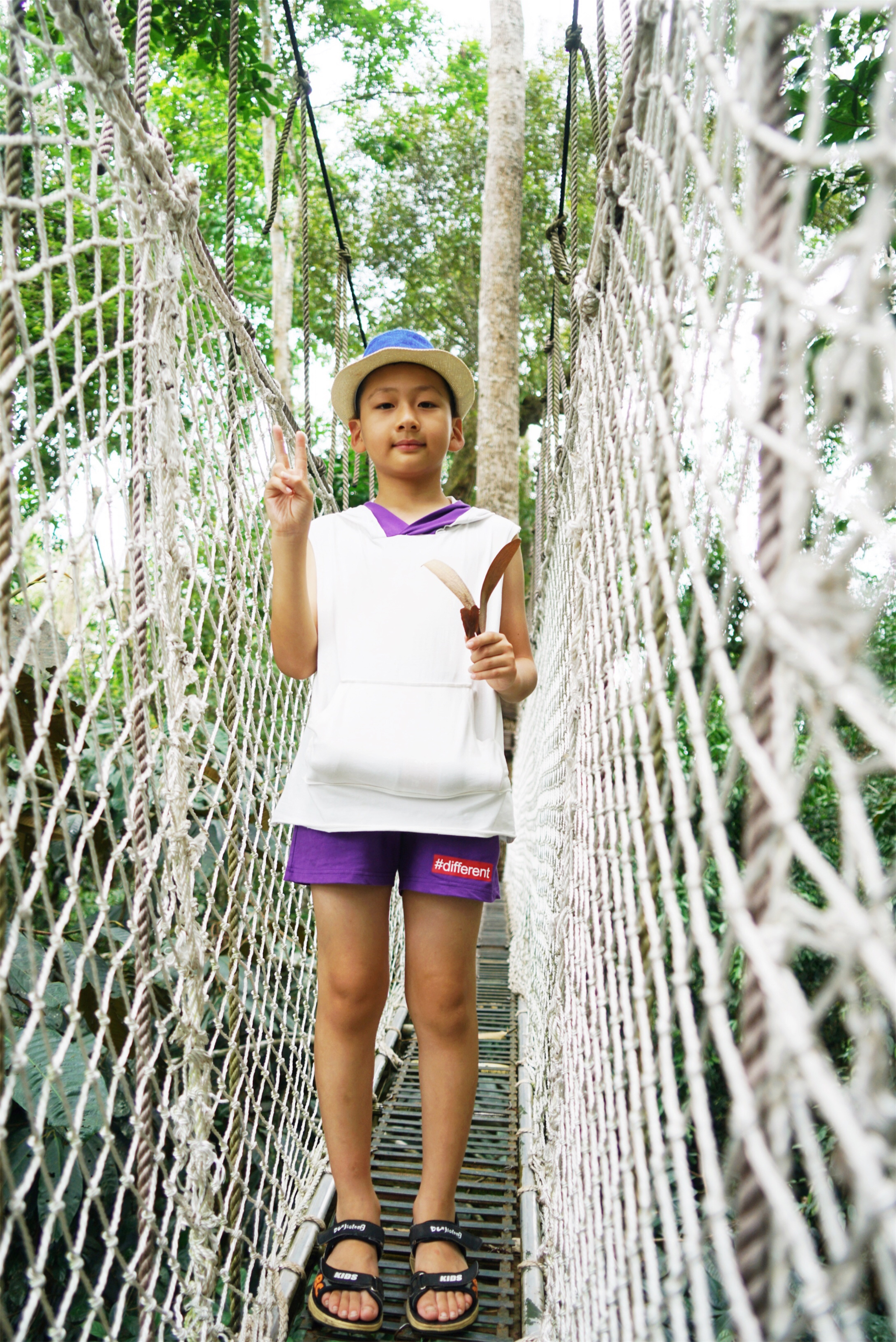 热带雨林丛林深处望天树图片,热带雨林中的望天树