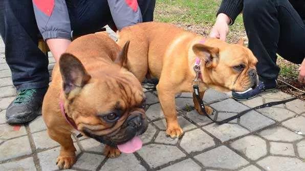 猫咪和狗狗冷知识,我的世界狗狗的冷知识