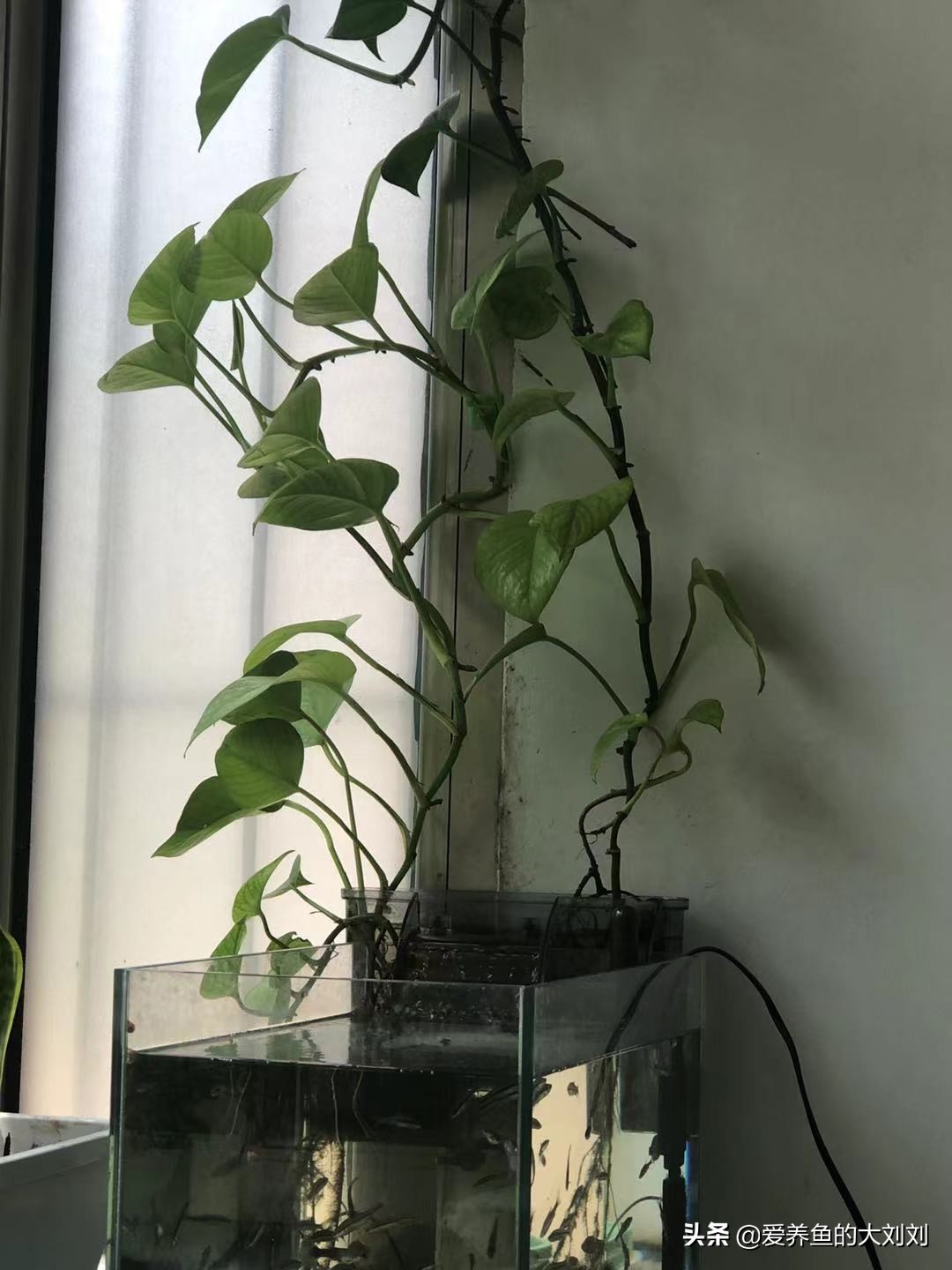 水培绿萝有水就能成活换水要勤快,水养绿萝放了生根粉需要多久换水
