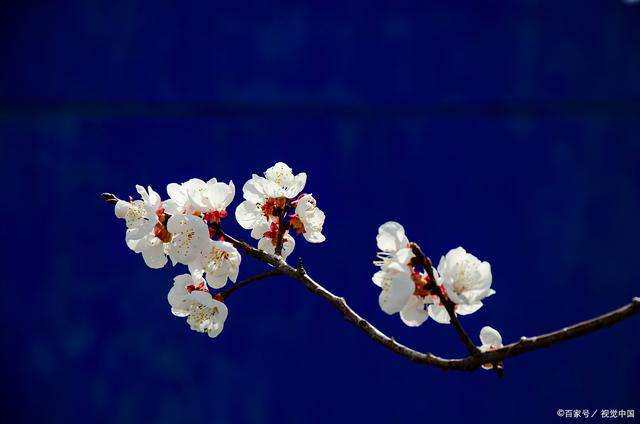 七绝桃红古诗词,七绝咏桃红