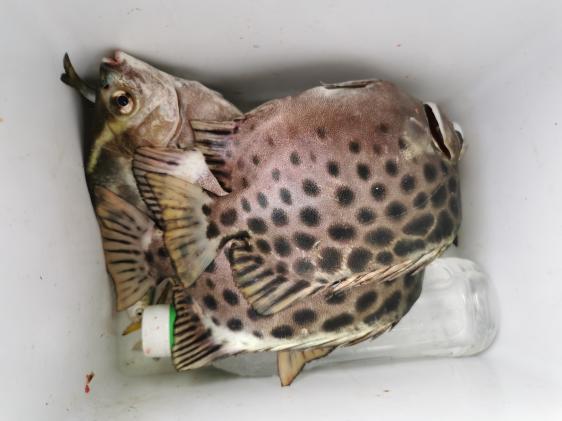 廉江龙营钓鱼视频,湛江市遂溪草潭码头钓鱼视频