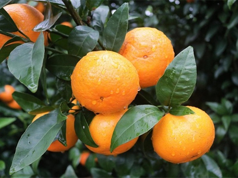 沃柑品种怎么样,沃柑种植前景怎么样了