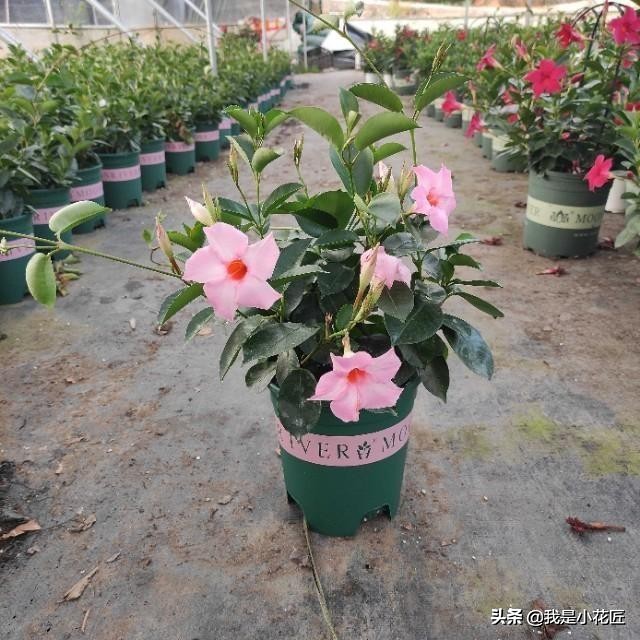 适合阳台种植的爬藤植物都有哪些,家庭阳台种什么爬藤植物比较好