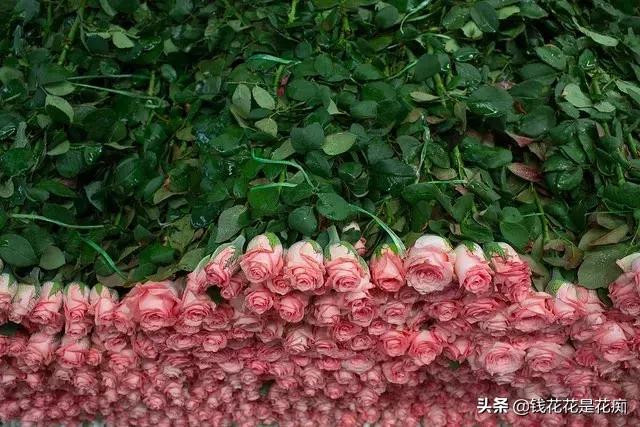 花卉市场购物,亚洲第一花卉交易市场排名