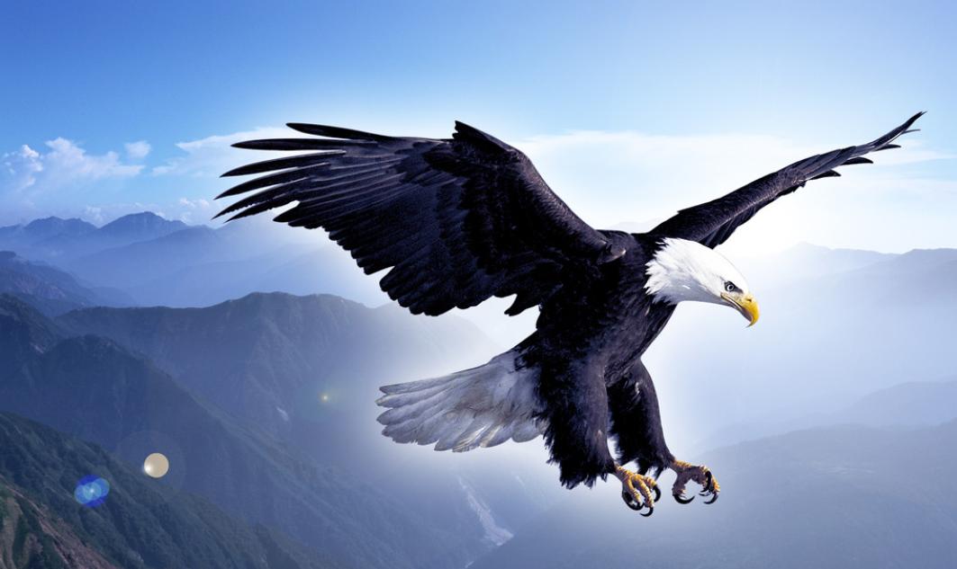 最大的老鹰有多强,跟老鹰和豹子打起来谁最厉害