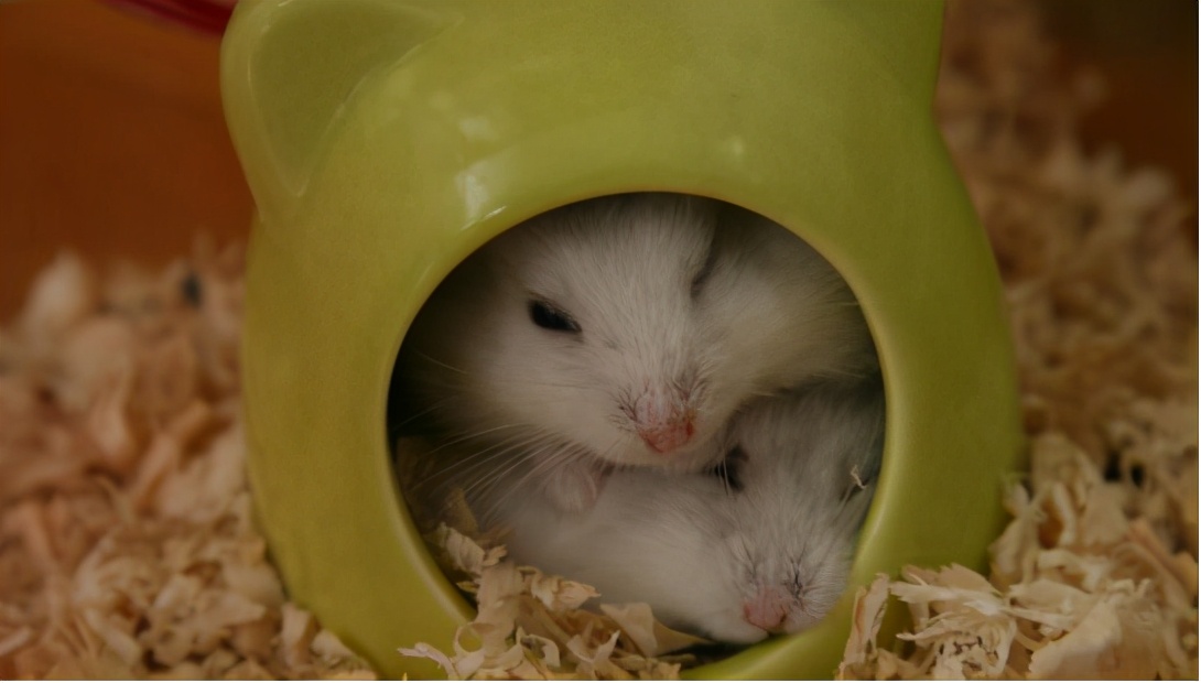 可爱的小仓鼠该怎么养呢,小仓鼠怎么养会又活泼又可爱呢