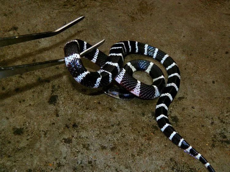 罕见毒蛇双头蛇,中国境内毒蛇双头蛇