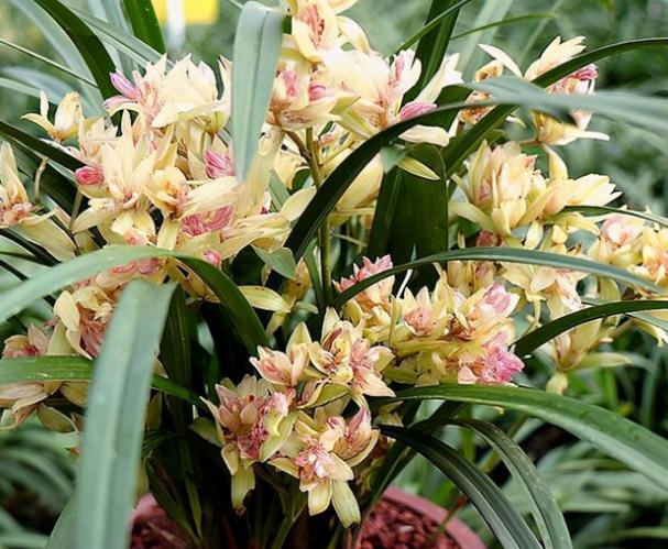 比较贵的兰花品种图片及名称,兰花十大名贵品种有哪些