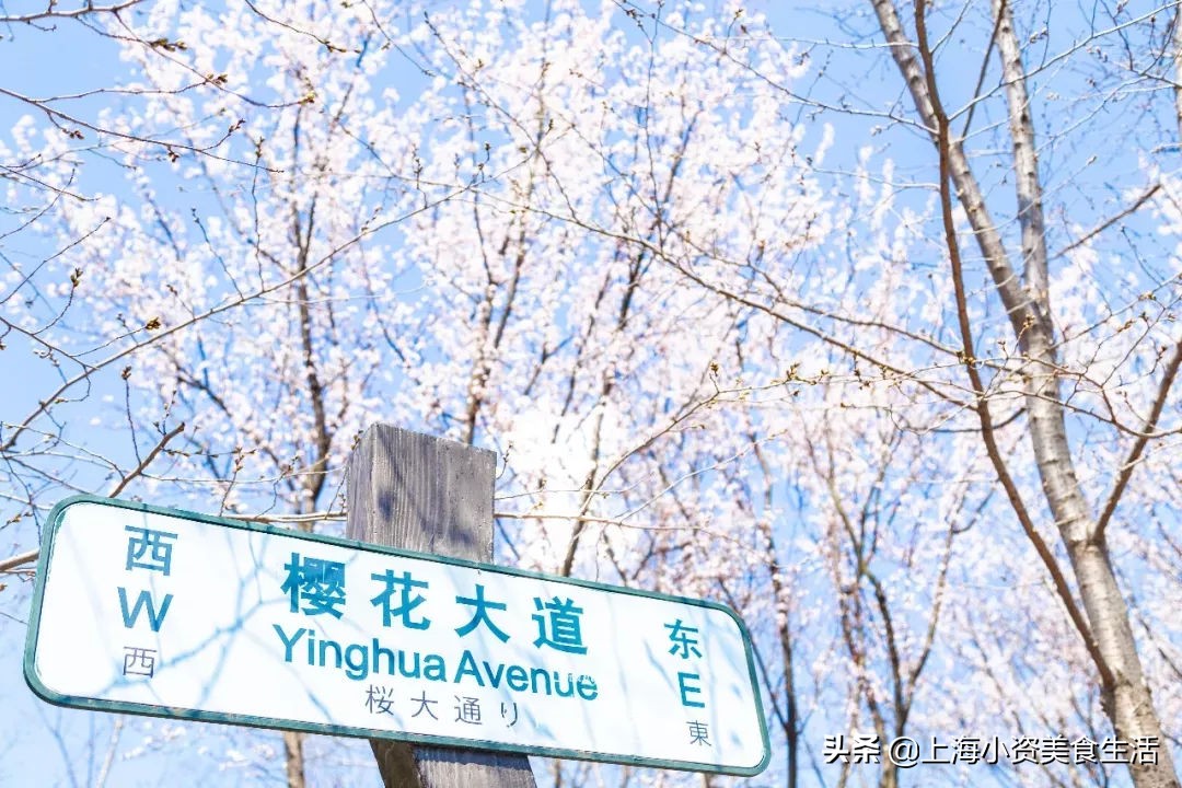 顾村公园一年一度赏樱,顾村公园赏樱点