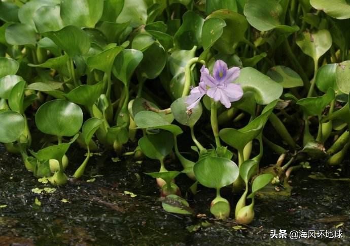曾经入侵的水葫芦都去哪里了,曾在我国泛滥的水葫芦怎么消失了