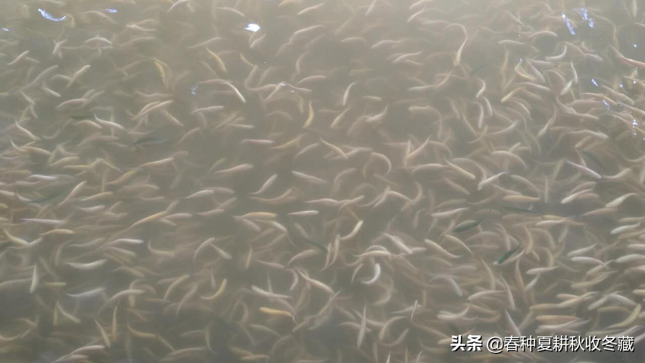 鱼水霉烂鳃为何如此难治,养殖鱼烂鳃用什么药治疗