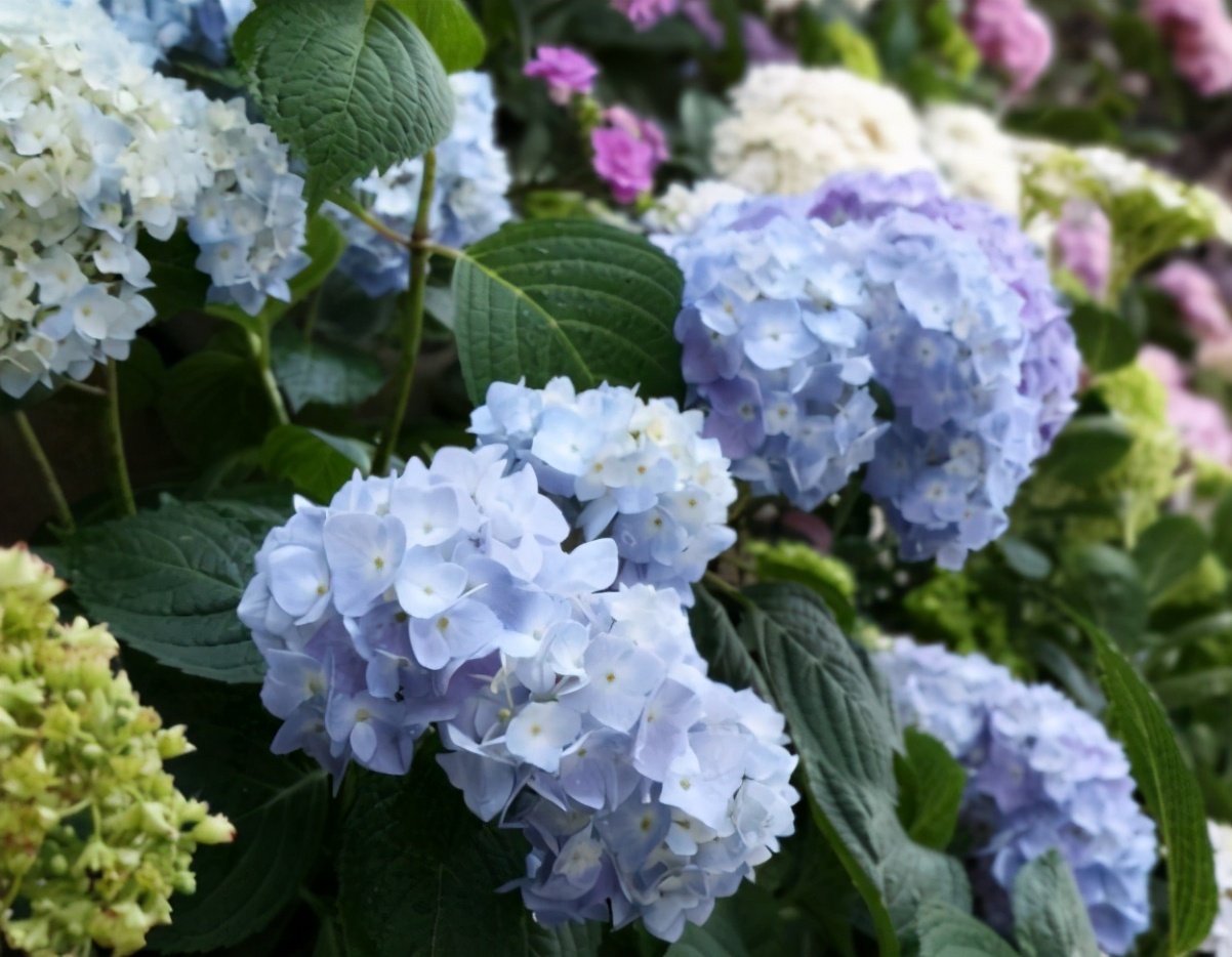 绣球想要花大,绣球想要大花如何施肥