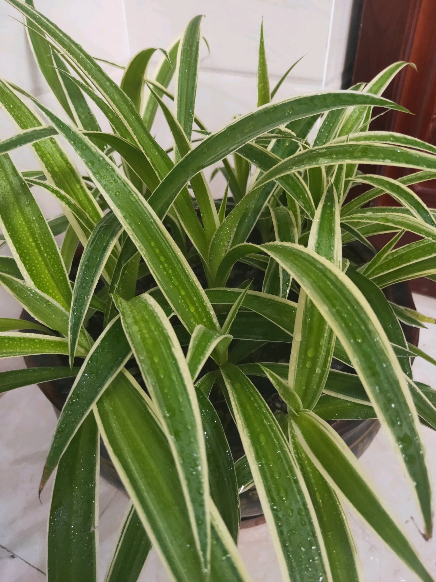 吊兰烂根后怎么办,吊兰烂根了换了土要浇水吗