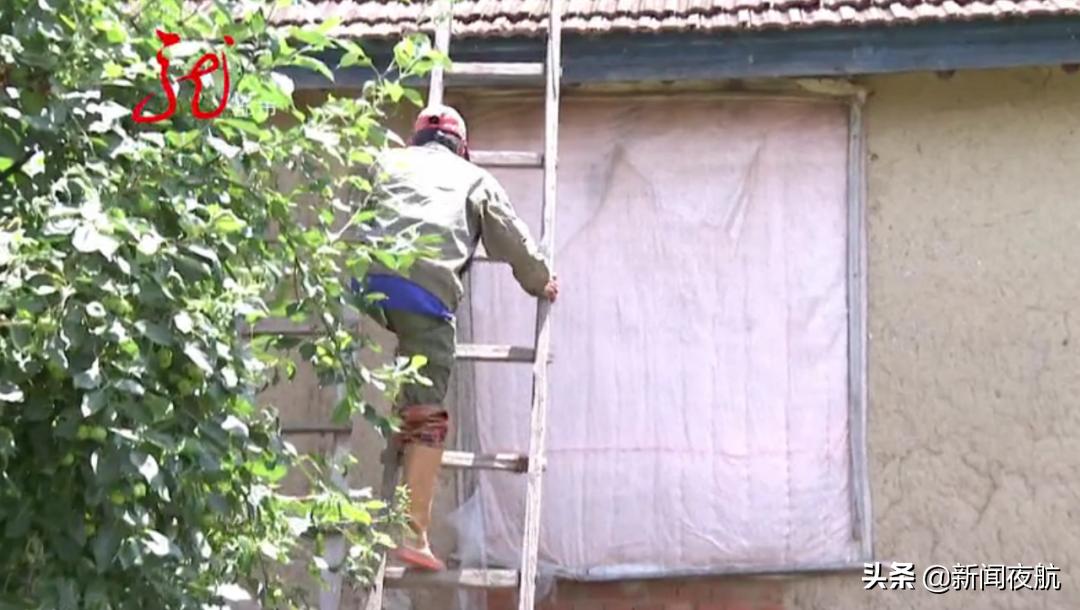 蝙蝠进入吓坏户主以为房子不干净,大量蝙蝠出现在房子