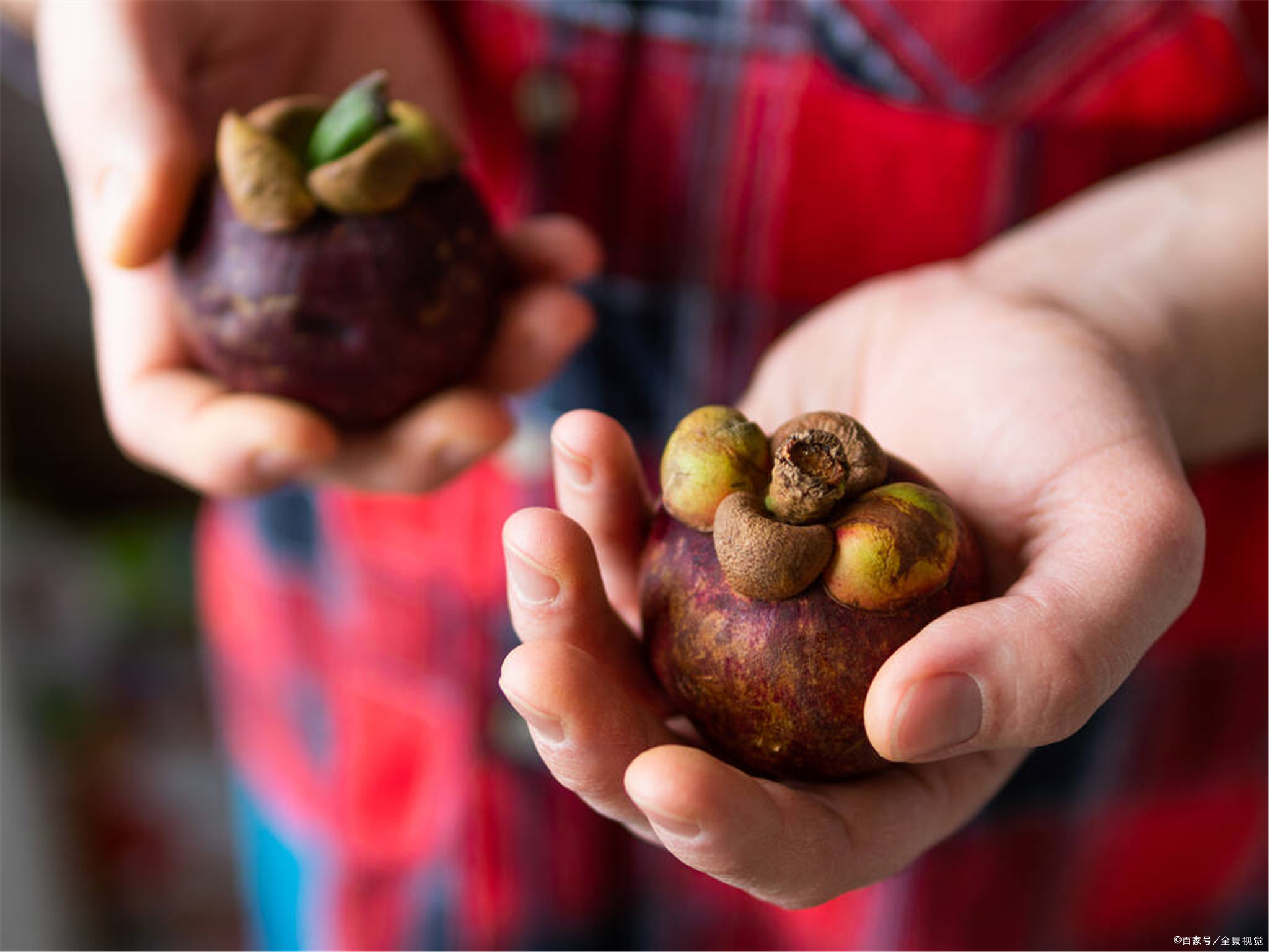 山竹产地采摘方法有哪些,山竹选购秘籍挑选一颗完美的山竹