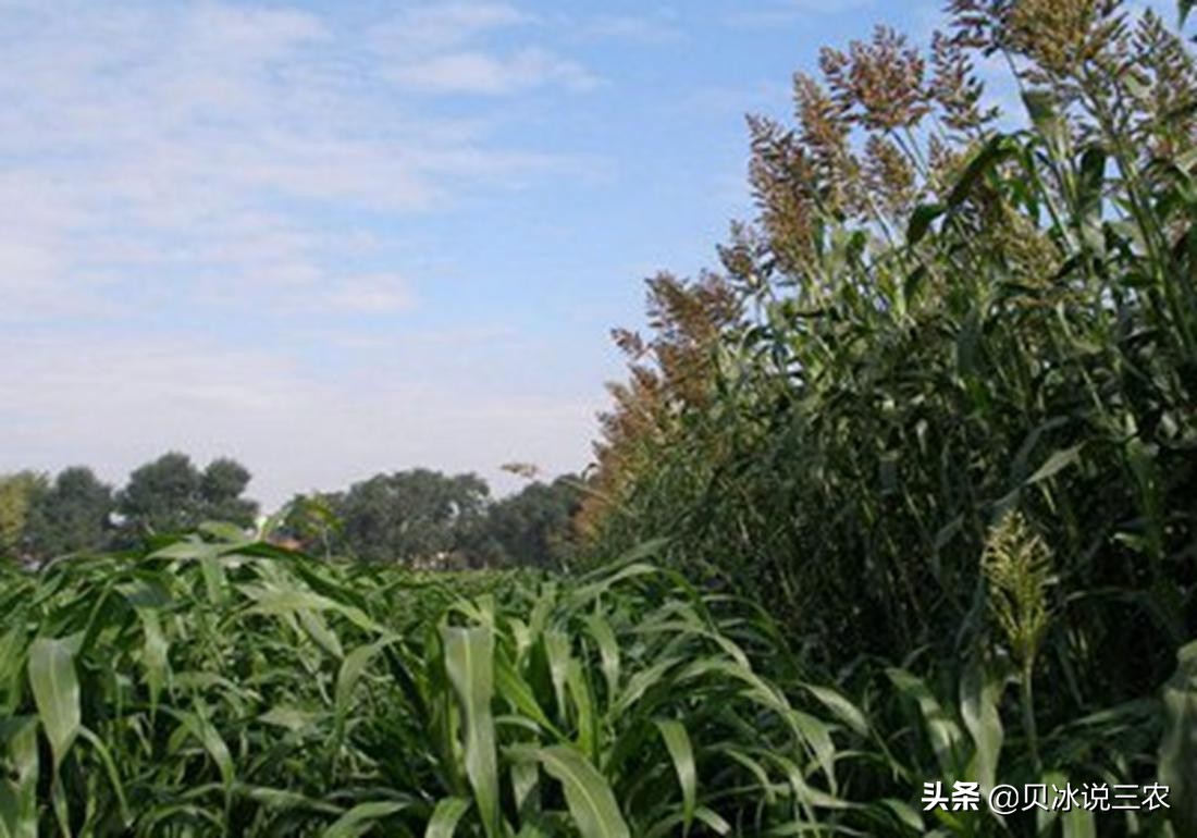 高粱栽培技术，关于播种前的种子处理，以及适时的播种知识