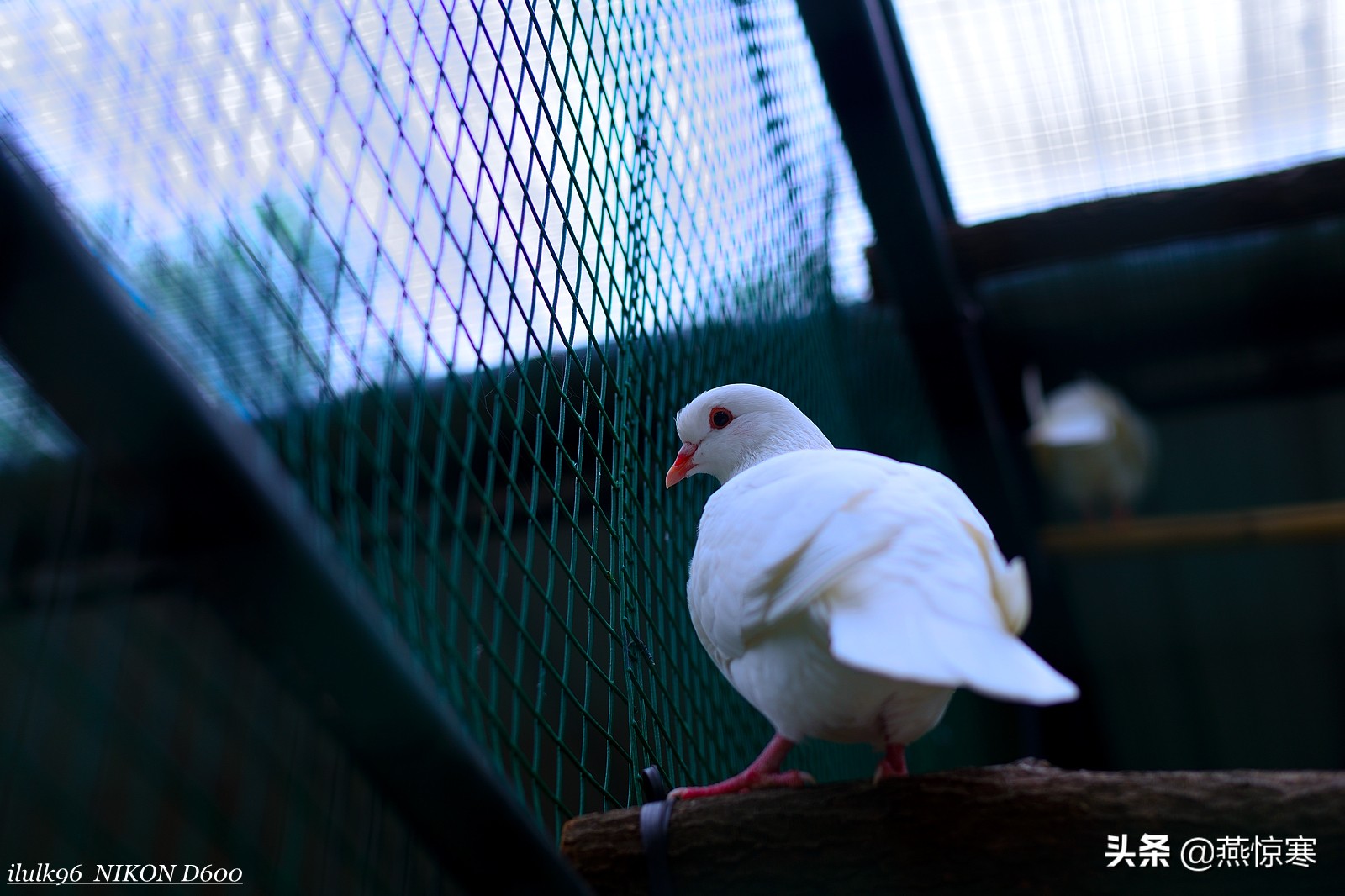 说说我用过的那些相机和镜头（3）：尼康篇