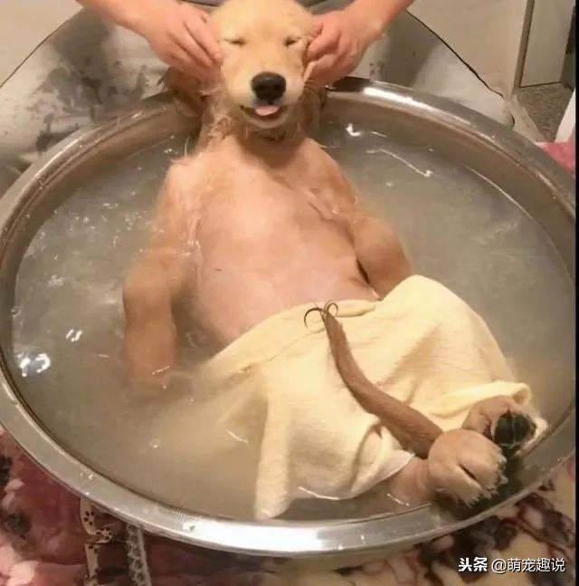 狗狗不愿意洗耳朵怎么做,狗狗不愿意去宠物店洗澡怎么办