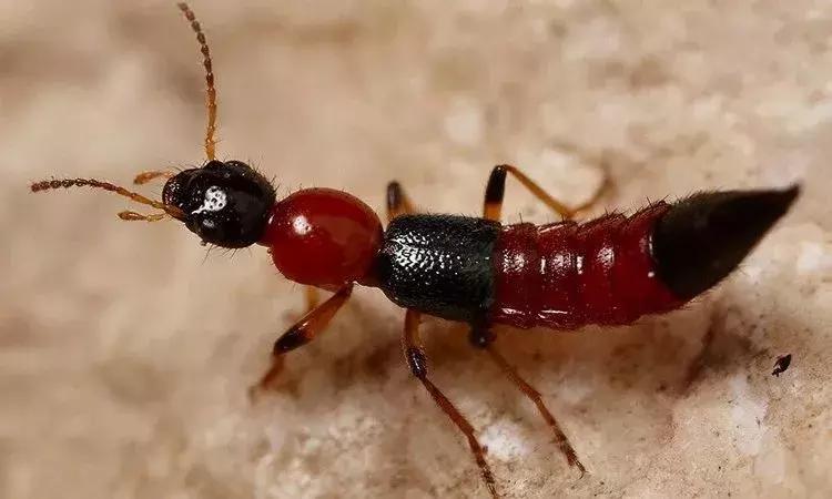 夏天最要小心这四种虫子,在外面遇到这种虫子千万别用手拍