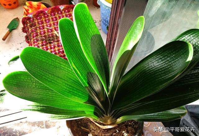 君子兰应该怎么养看完又学到一招,君子兰怎么养才能不乱七八糟