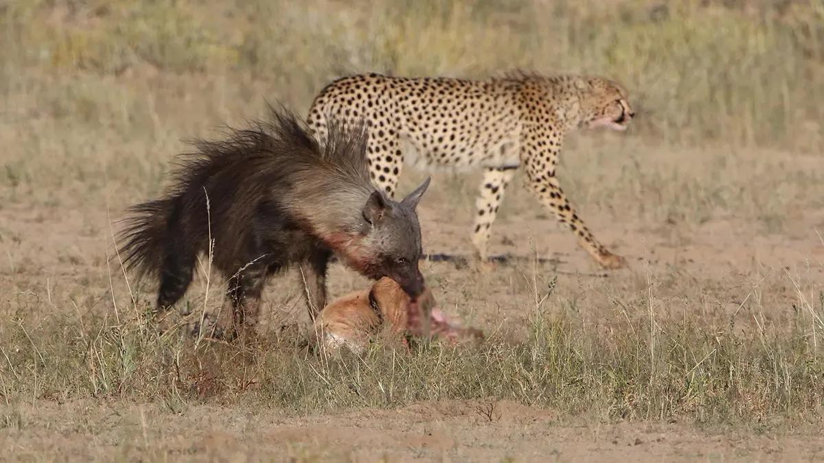 犬科代表非洲野犬,*攻围**狮子,掠夺豹子,暴打鬣狗,成为草原王者