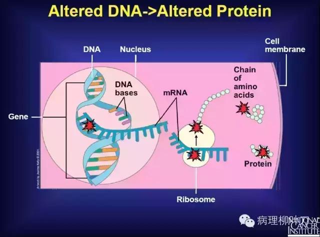 分子病理检测是基因检测吗,分子病理检测有必要吗