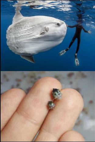 繁殖能力最强的虫子,什么鱼繁殖能力最强