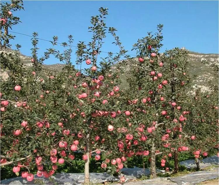短枝富士苹果树冬季修剪技术,烟富3号苹果树修剪技术视频