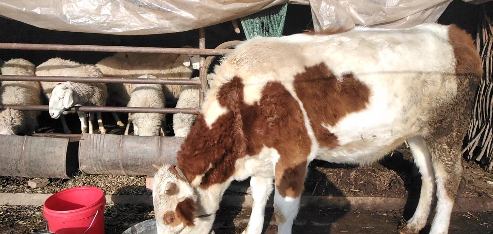 现在养牛前景怎么样，风险还大不大，要是想回老家养牛意下如何？